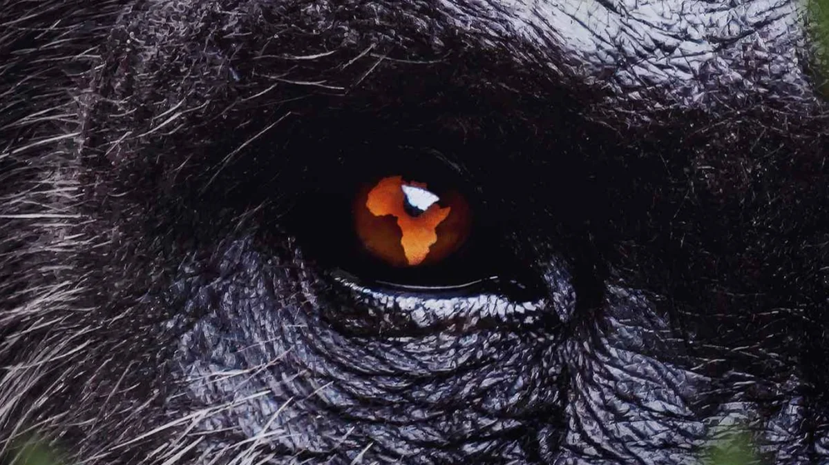 Africa Earth’s Wild Home: sete episódios com imagens inéditas
