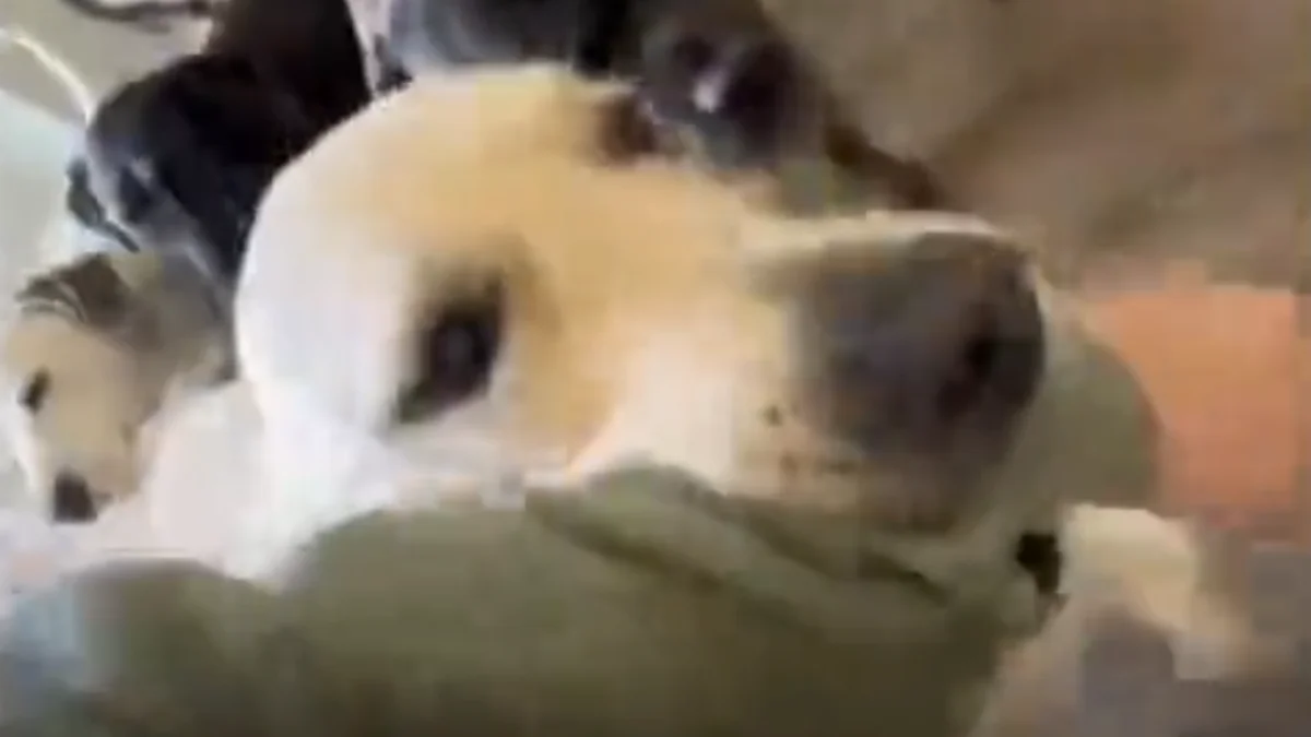 Cão adotado puxa o novo dono para junto da mãe idosa