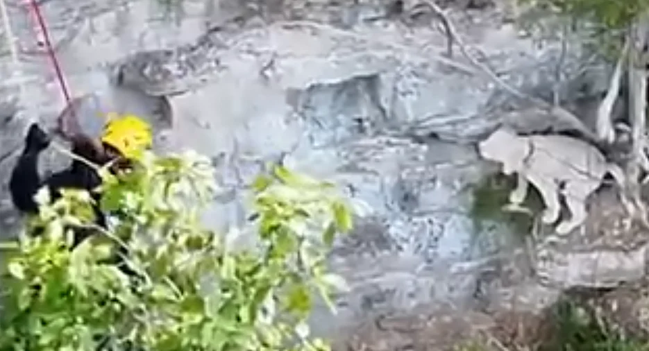 Carl: cão resgatado após 17 horas preso numa saliência rochosa