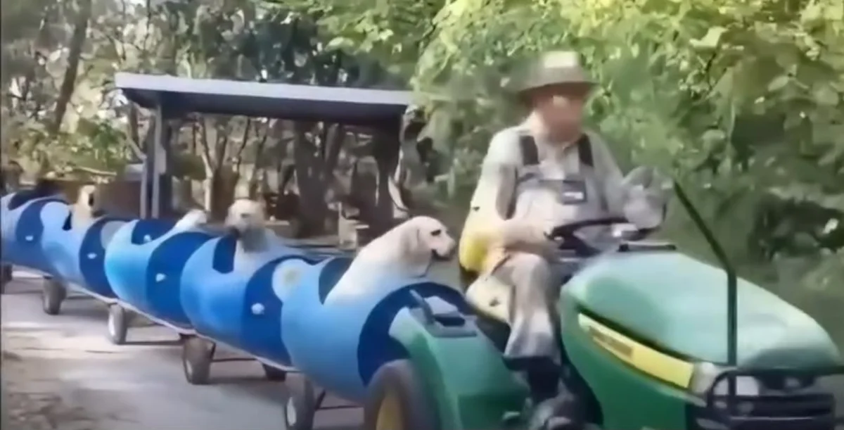 Homem de 80 anos cria comboio que leva cães abandonados a passear