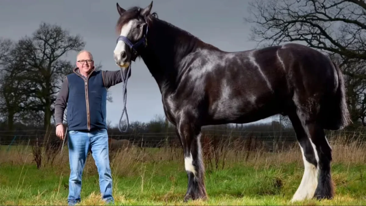 Hugo, o cavalo Shire, atinge 1,99 m e é o mais alto vivo
