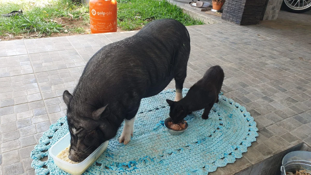 Peppe, o porco sorteado, pesa 34 kg e vive como rei