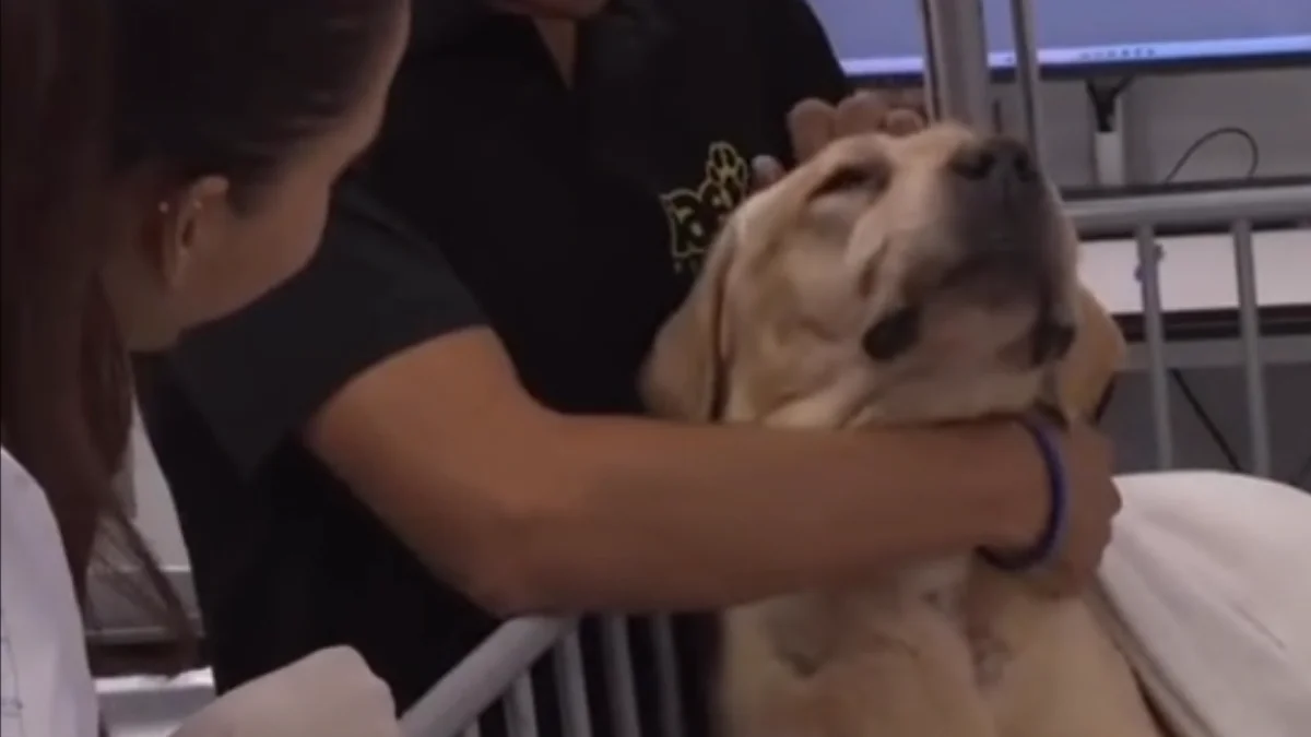 Quino, o labrador de resgate, morre após falência de órgãos