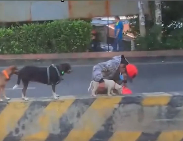 Sem-abrigo de Cúcuta cria fila de cães que o aguardam