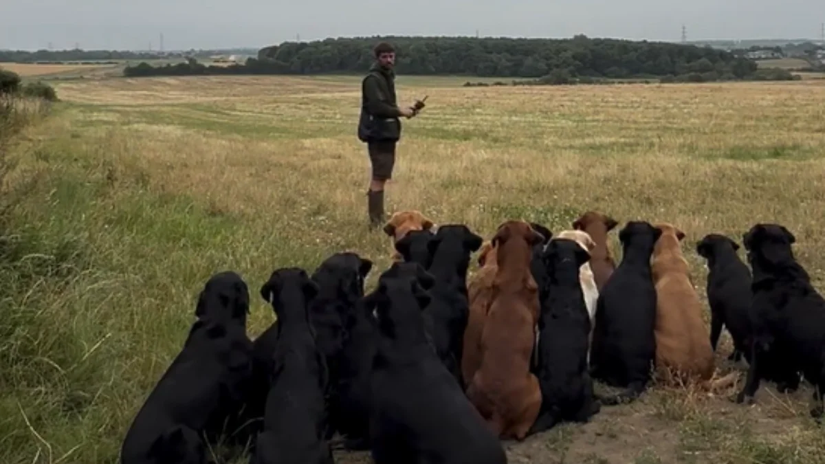 Vídeo viral: cães esperam ordem e impressionam pela disciplina